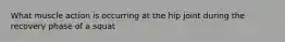 What muscle action is occurring at the hip joint during the recovery phase of a squat