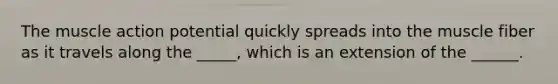 The muscle action potential quickly spreads into the muscle fiber as it travels along the _____, which is an extension of the ______.