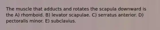 The muscle that adducts and rotates the scapula downward is the A) rhomboid. B) levator scapulae. C) serratus anterior. D) pectoralis minor. E) subclavius.