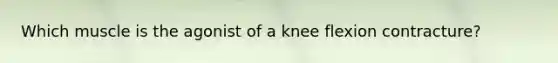 Which muscle is the agonist of a knee flexion contracture?