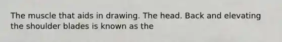 The muscle that aids in drawing. The head. Back and elevating the shoulder blades is known as the