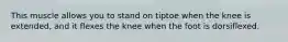 This muscle allows you to stand on tiptoe when the knee is extended, and it flexes the knee when the foot is dorsiflexed.