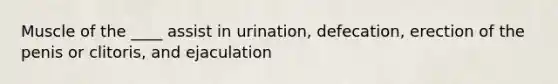 Muscle of the ____ assist in urination, defecation, erection of the penis or clitoris, and ejaculation