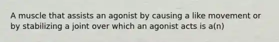 A muscle that assists an agonist by causing a like movement or by stabilizing a joint over which an agonist acts is a(n)