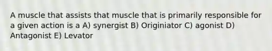 A muscle that assists that muscle that is primarily responsible for a given action is a A) synergist B) Originiator C) agonist D) Antagonist E) Levator