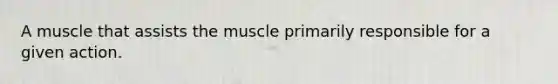 A muscle that assists the muscle primarily responsible for a given action.