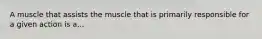 A muscle that assists the muscle that is primarily responsible for a given action is a...