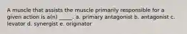 A muscle that assists the muscle primarily responsible for a given action is a(n) _____. a. primary antagonist b. antagonist c. levator d. synergist e. originator