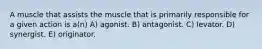 A muscle that assists the muscle that is primarily responsible for a given action is a(n) A) agonist. B) antagonist. C) levator. D) synergist. E) originator.