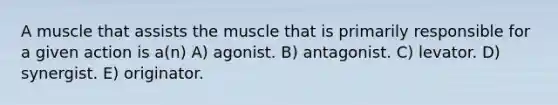 A muscle that assists the muscle that is primarily responsible for a given action is a(n) A) agonist. B) antagonist. C) levator. D) synergist. E) originator.