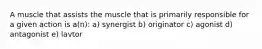 A muscle that assists the muscle that is primarily responsible for a given action is a(n): a) synergist b) originator c) agonist d) antagonist e) lavtor