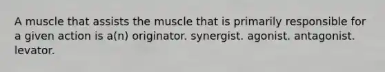 A muscle that assists the muscle that is primarily responsible for a given action is a(n) originator. synergist. agonist. antagonist. levator.