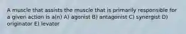 A muscle that assists the muscle that is primarily responsible for a given action is a(n) A) agonist B) antagonist C) synergist D) originator E) levator