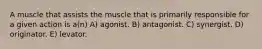 A muscle that assists the muscle that is primarily responsible for a given action is a(n) A) agonist. B) antagonist. C) synergist. D) originator. E) levator.