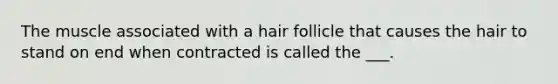 The muscle associated with a hair follicle that causes the hair to stand on end when contracted is called the ___.