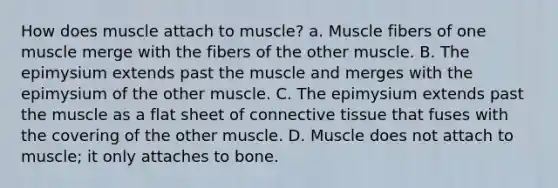 How does muscle attach to muscle? a. Muscle fibers of one muscle merge with the fibers of the other muscle. B. The epimysium extends past the muscle and merges with the epimysium of the other muscle. C. The epimysium extends past the muscle as a flat sheet of connective tissue that fuses with the covering of the other muscle. D. Muscle does not attach to muscle; it only attaches to bone.