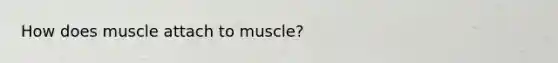 How does muscle attach to muscle?