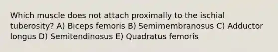 Which muscle does not attach proximally to the ischial tuberosity? A) Biceps femoris B) Semimembranosus C) Adductor longus D) Semitendinosus E) Quadratus femoris