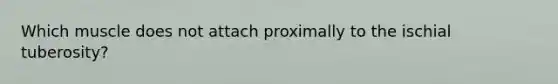 Which muscle does not attach proximally to the ischial tuberosity?