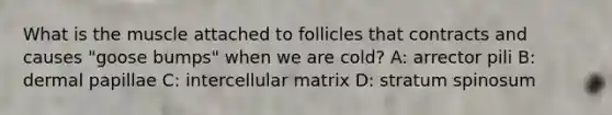 What is the muscle attached to follicles that contracts and causes "goose bumps" when we are cold? A: arrector pili B: dermal papillae C: intercellular matrix D: stratum spinosum