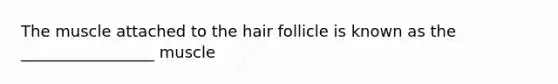 The muscle attached to the hair follicle is known as the _________________ muscle