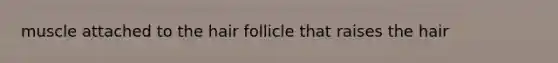 muscle attached to the hair follicle that raises the hair