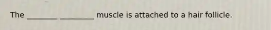 The ________ _________ muscle is attached to a hair follicle.