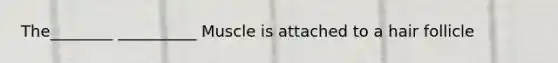 The________ __________ Muscle is attached to a hair follicle