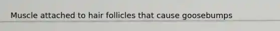 Muscle attached to hair follicles that cause goosebumps