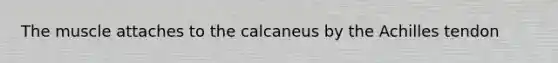 The muscle attaches to the calcaneus by the Achilles tendon