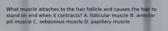 What muscle attaches to the hair follicle and causes the hair to stand on end when it contracts? A. follicular muscle B. arrector pili muscle C. sebaceous muscle D. papillary muscle