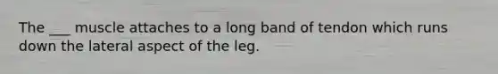 The ___ muscle attaches to a long band of tendon which runs down the lateral aspect of the leg.