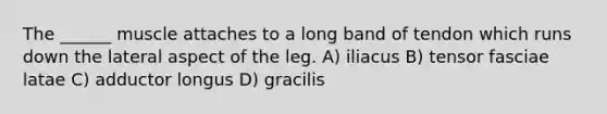 The ______ muscle attaches to a long band of tendon which runs down the lateral aspect of the leg. A) iliacus B) tensor fasciae latae C) adductor longus D) gracilis