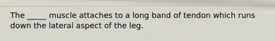 The _____ muscle attaches to a long band of tendon which runs down the lateral aspect of the leg.