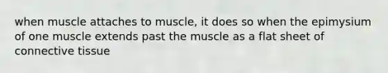 when muscle attaches to muscle, it does so when the epimysium of one muscle extends past the muscle as a flat sheet of connective tissue