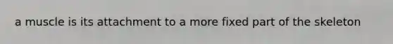 a muscle is its attachment to a more fixed part of the skeleton