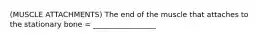 (MUSCLE ATTACHMENTS) The end of the muscle that attaches to the stationary bone = _________________