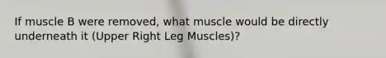 If muscle B were removed, what muscle would be directly underneath it (Upper Right Leg Muscles)?