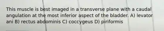 This muscle is best imaged in a transverse plane with a caudal angulation at the most inferior aspect of the bladder. A) levator ani B) rectus abdominis C) coccygeus D) piriformis