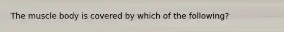 The muscle body is covered by which of the following?