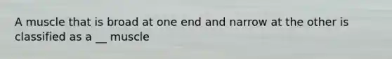 A muscle that is broad at one end and narrow at the other is classified as a __ muscle