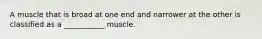 A muscle that is broad at one end and narrower at the other is classified as a ___________ muscle.