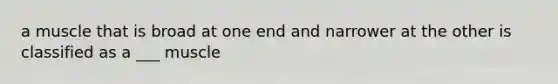 a muscle that is broad at one end and narrower at the other is classified as a ___ muscle