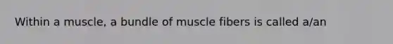 Within a muscle, a bundle of muscle fibers is called a/an