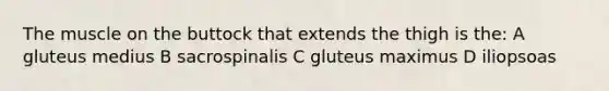 The muscle on the buttock that extends the thigh is the: A gluteus medius B sacrospinalis C gluteus maximus D iliopsoas