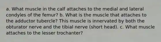 a. What muscle in the calf attaches to the medial and lateral condyles of the femur? b. What is the muscle that attaches to the adductor tubercle? This muscle is innervated by both the obturator nerve and the tibial nerve (short head). c. What muscle attaches to the lesser trochanter?