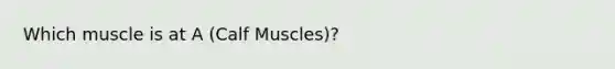 Which muscle is at A (Calf Muscles)?