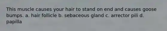 This muscle causes your hair to stand on end and causes goose bumps. a. hair follicle b. sebaceous gland c. arrector pili d. papilla