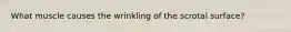 What muscle causes the wrinkling of the scrotal surface?