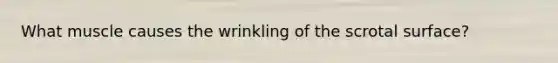 What muscle causes the wrinkling of the scrotal surface?
